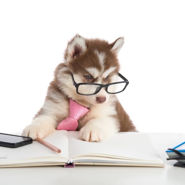 siberian husky puppy wearing glasses and tie and looking at a notebook