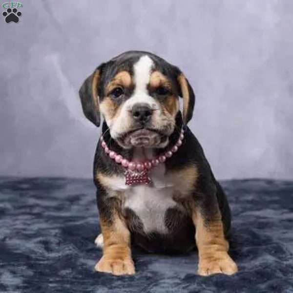 Stella, Beabull Puppy