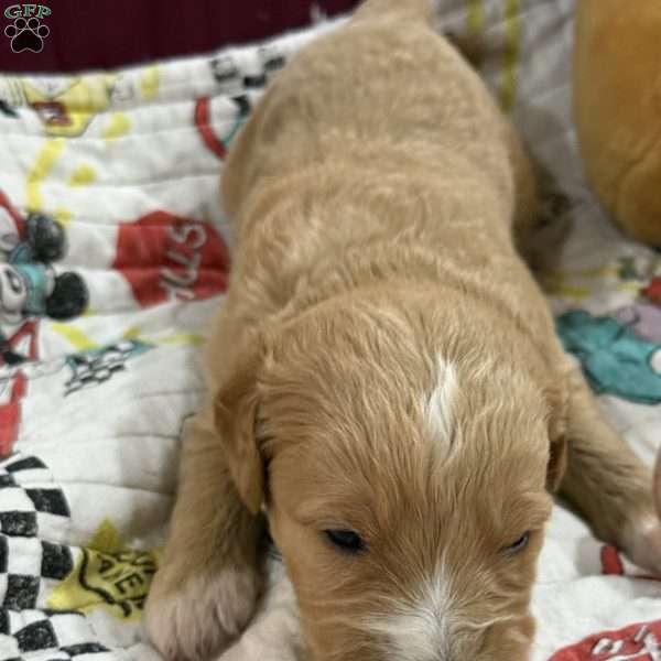 Blue, Goldendoodle Puppy