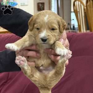 Blue, Goldendoodle Puppy