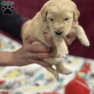 Light Blue, Goldendoodle Puppy