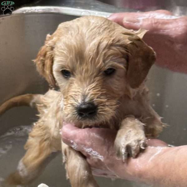 Rose red, Goldendoodle Puppy
