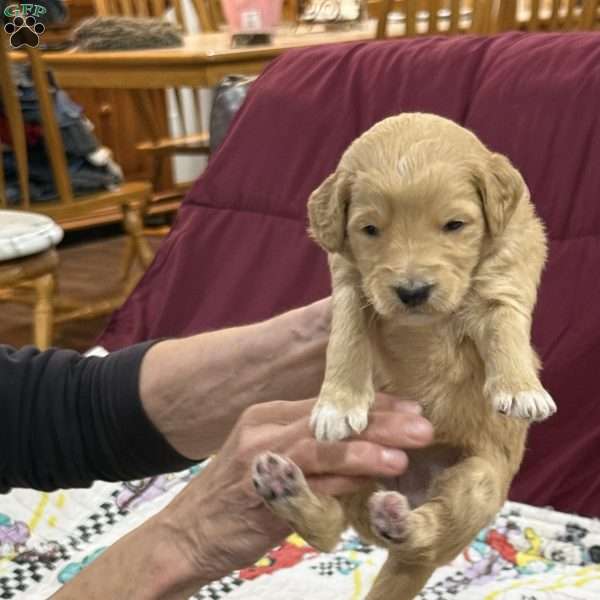 Pink, Goldendoodle Puppy