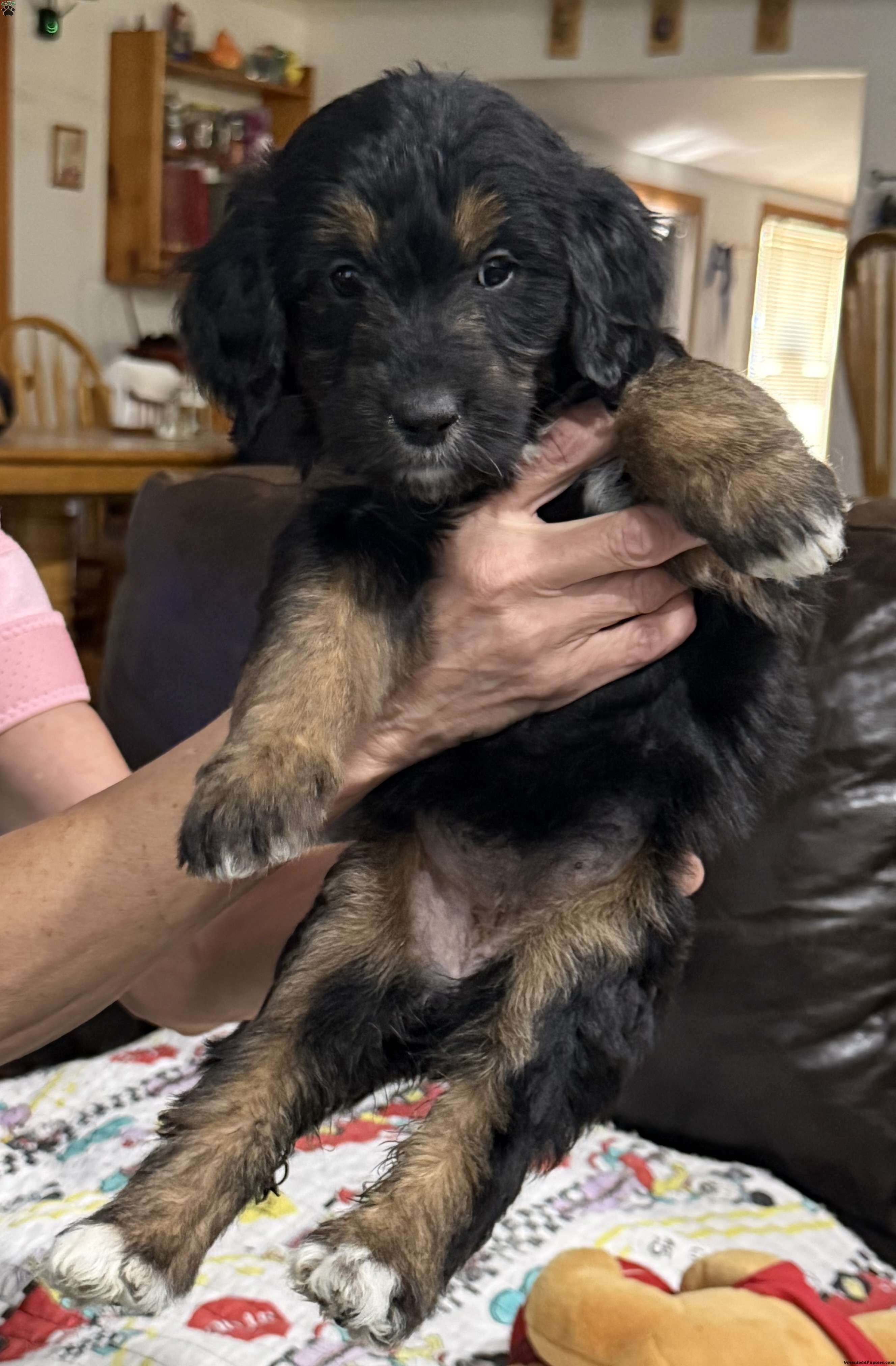 Purple - Goldendoodle Puppy For Sale in New Jersey