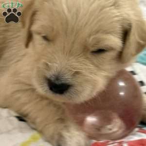 Neon green, Goldendoodle Puppy