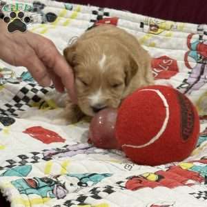 Blue, Goldendoodle Puppy