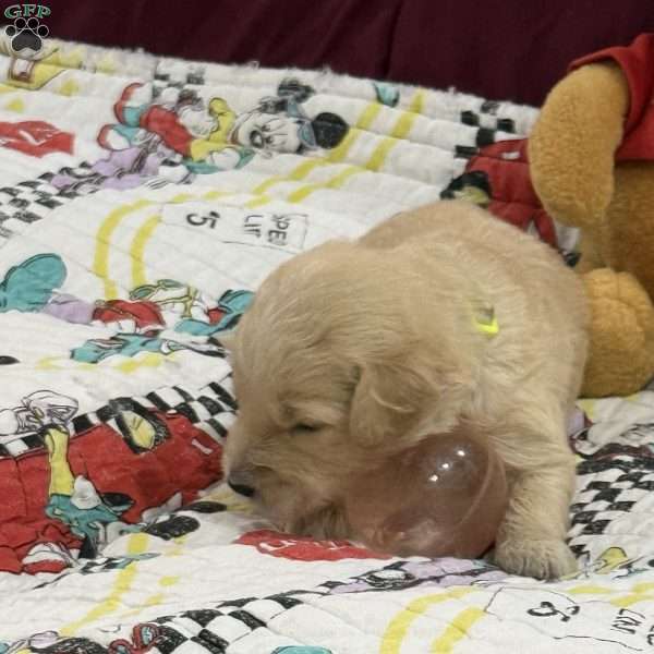 Neon green, Goldendoodle Puppy