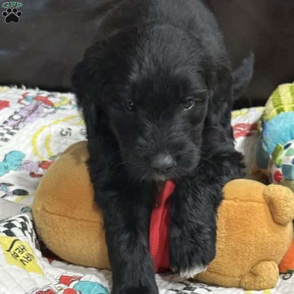 Orange, Goldendoodle Puppy