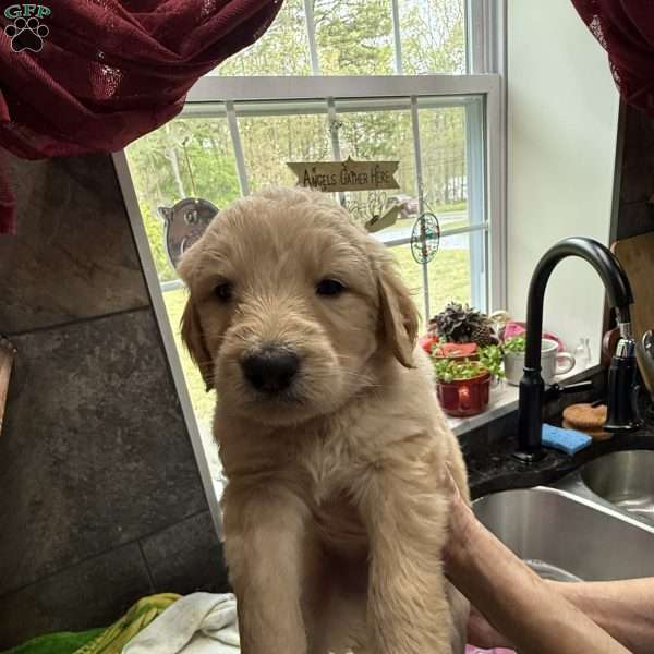 Light Blue, Goldendoodle Puppy