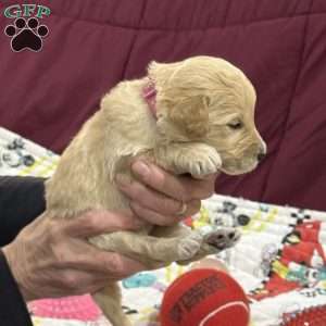 Rose red, Goldendoodle Puppy