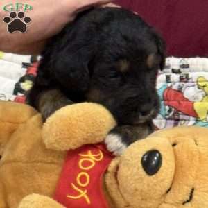 Purple, Goldendoodle Puppy