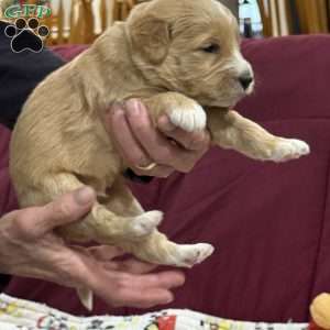 Blue, Goldendoodle Puppy