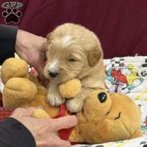 Green, Goldendoodle Puppy