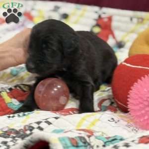 Black, Goldendoodle Puppy