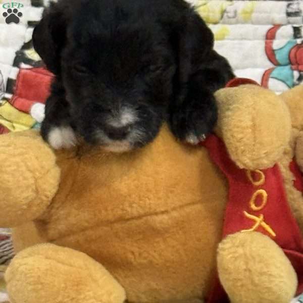 Yellow, Goldendoodle Puppy