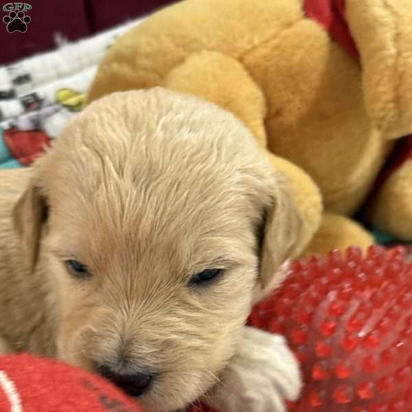Rose red, Goldendoodle Puppy