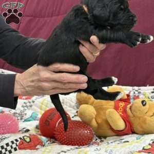 Orange, Goldendoodle Puppy