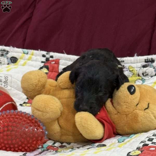Adventurine, Goldendoodle Puppy