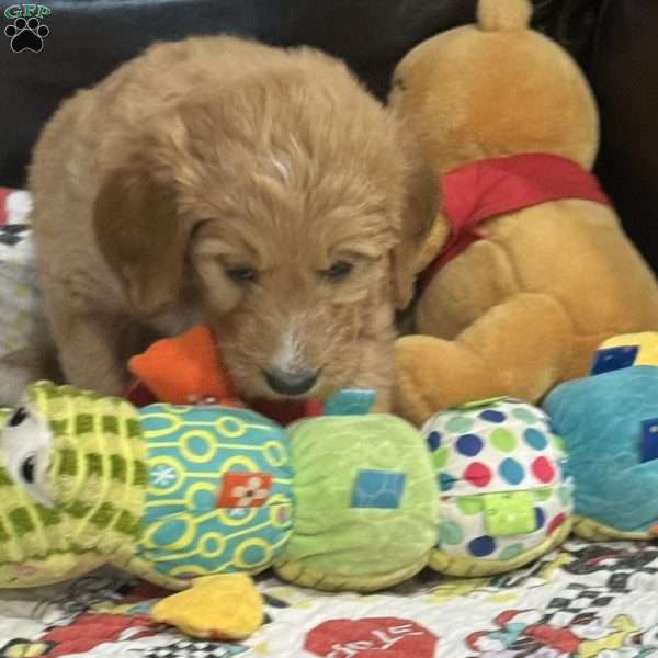 Red, Goldendoodle Puppy