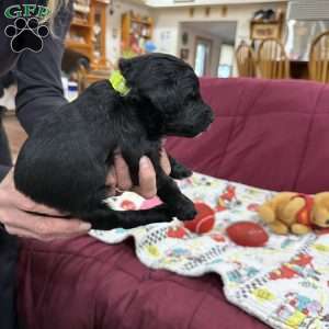 Adventurine, Goldendoodle Puppy