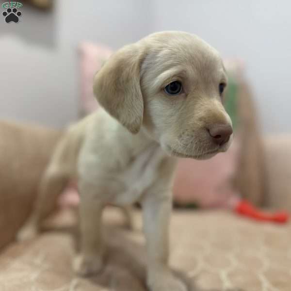 Edith, Labradoodle Puppy