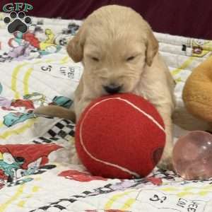 Light Blue, Goldendoodle Puppy