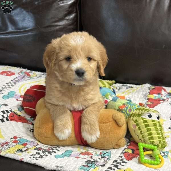 Blue, Goldendoodle Puppy