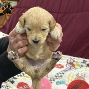 Rose red, Goldendoodle Puppy