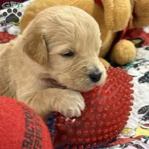 Rose red, Goldendoodle Puppy