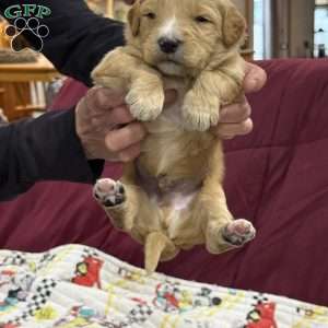 Green, Goldendoodle Puppy