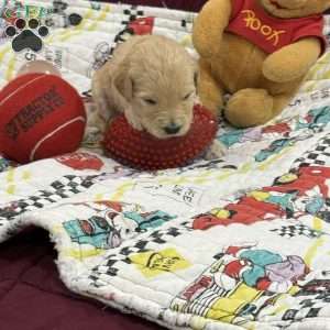 Rose red, Goldendoodle Puppy
