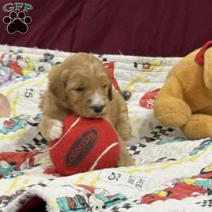 Red, Goldendoodle Puppy