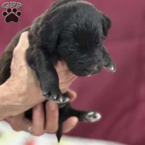 Black, Goldendoodle Puppy