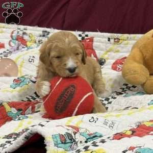 Red, Goldendoodle Puppy