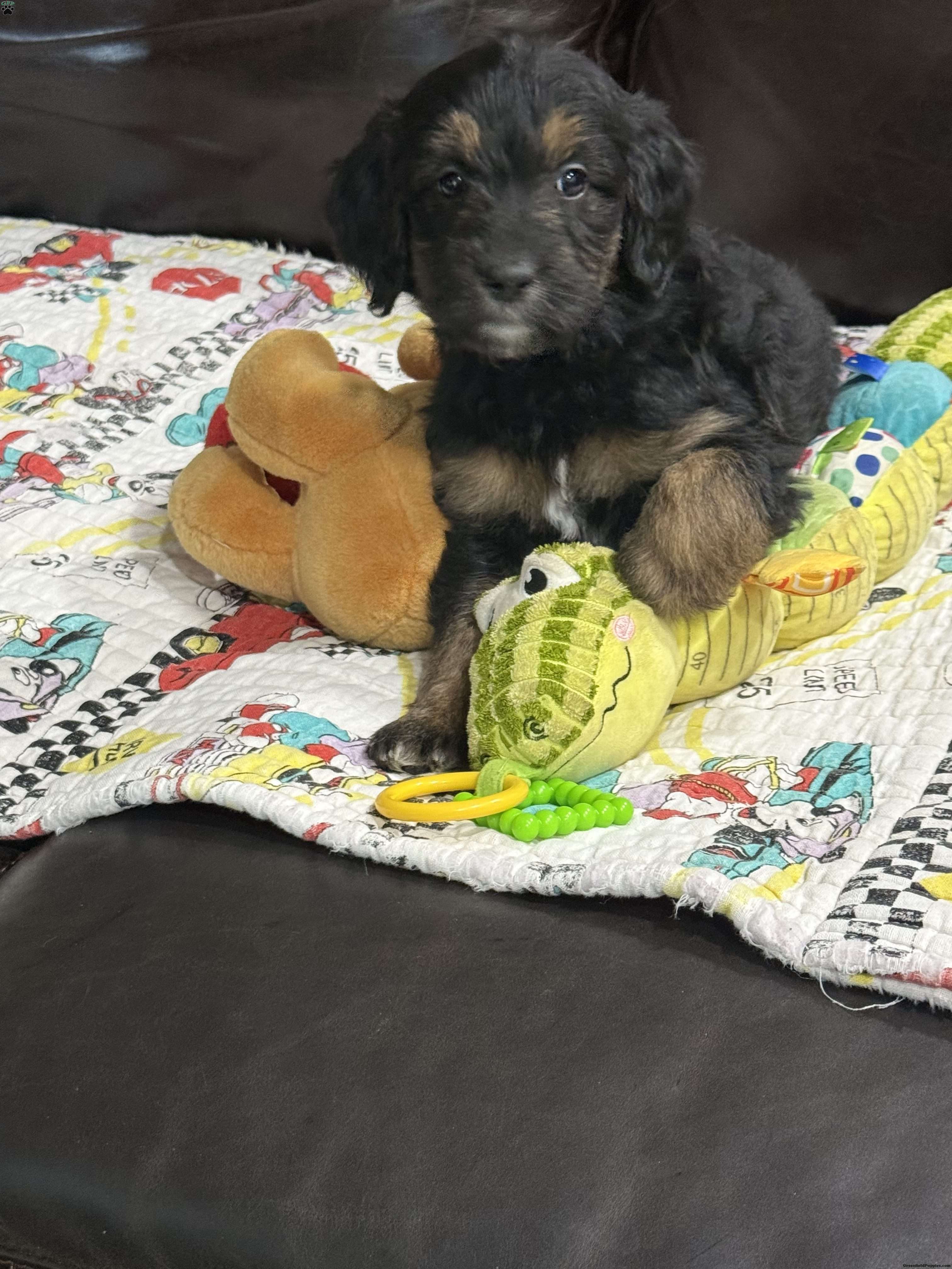 Purple - Goldendoodle Puppy For Sale in New Jersey
