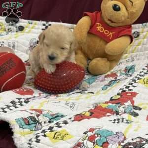 Rose red, Goldendoodle Puppy