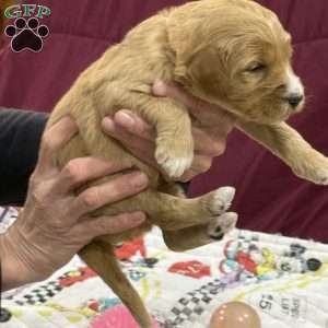 Red, Goldendoodle Puppy