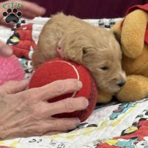 Pink, Goldendoodle Puppy