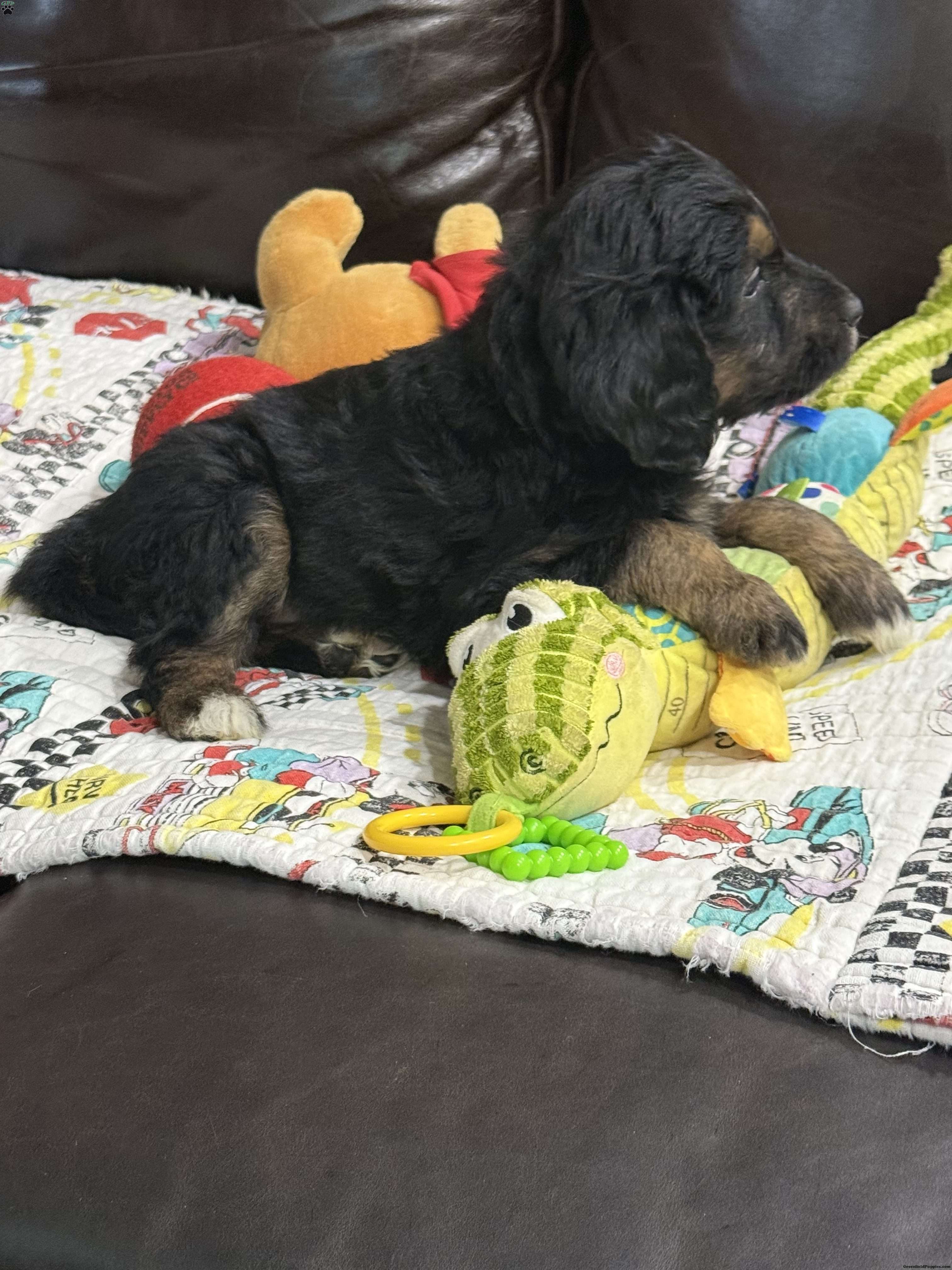 Purple - Goldendoodle Puppy For Sale in New Jersey
