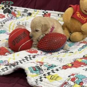Rose red, Goldendoodle Puppy