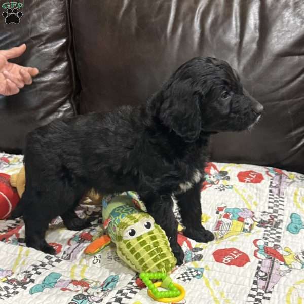 Adventurine, Goldendoodle Puppy