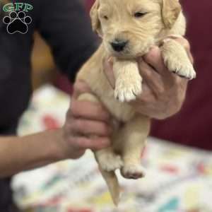 Light Blue, Goldendoodle Puppy