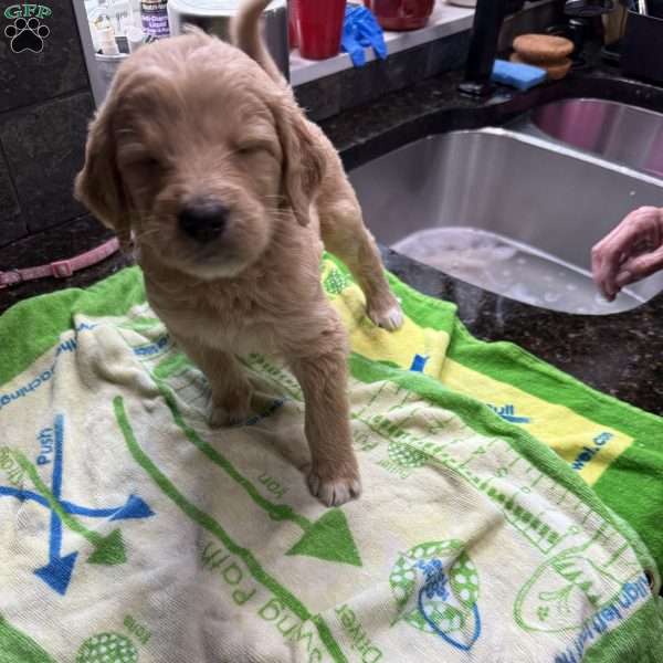 Pink, Goldendoodle Puppy