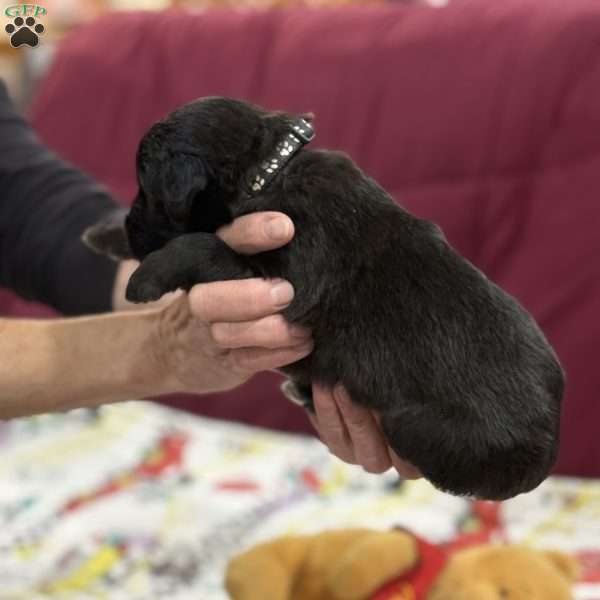 Black, Goldendoodle Puppy
