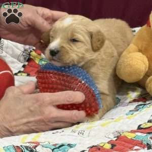 Green, Goldendoodle Puppy