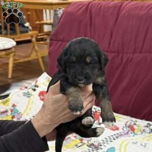 Purple, Goldendoodle Puppy