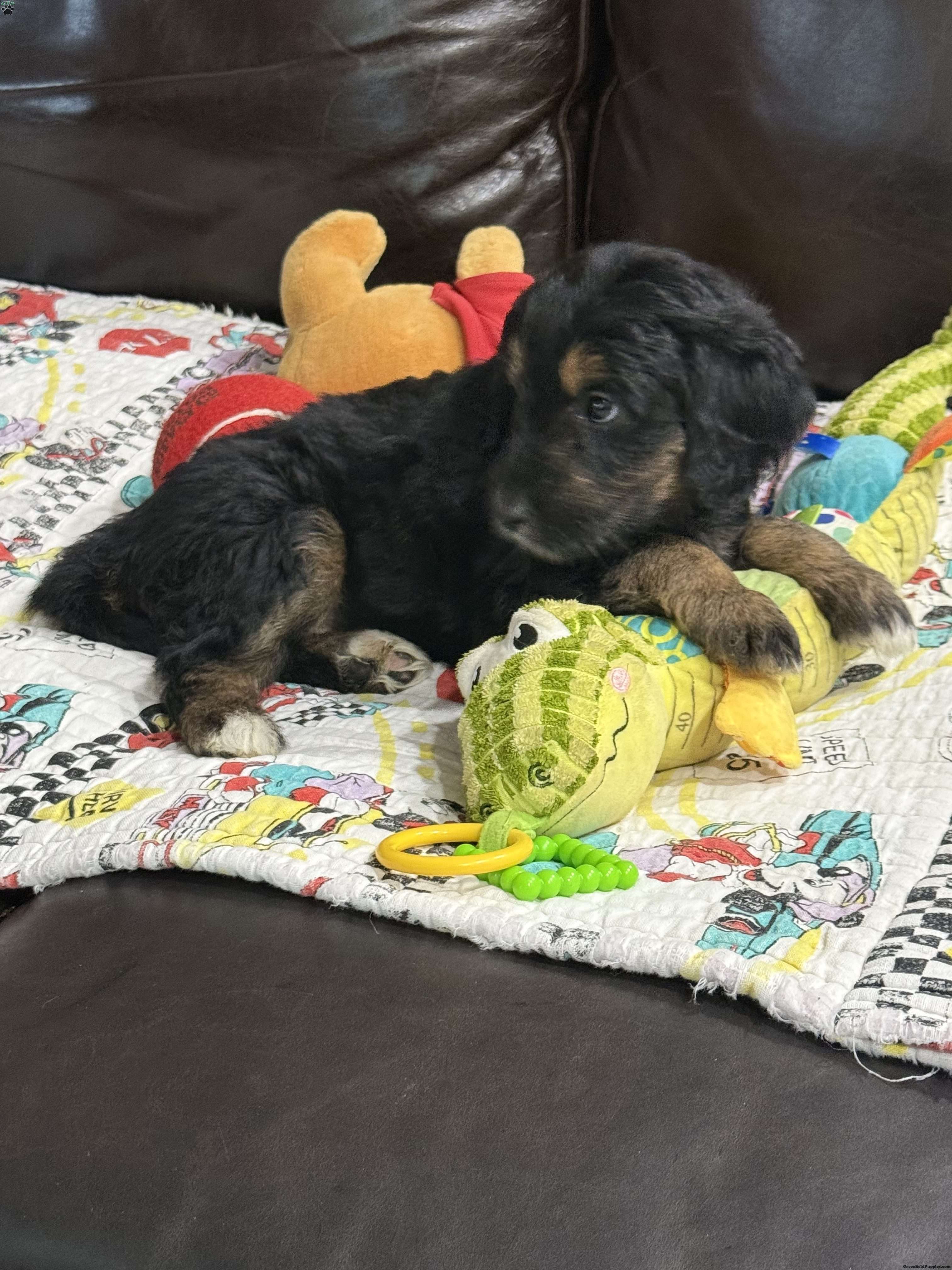 Purple - Goldendoodle Puppy For Sale in New Jersey