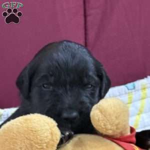 Orange, Goldendoodle Puppy