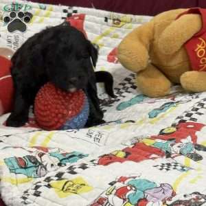 Adventurine, Goldendoodle Puppy
