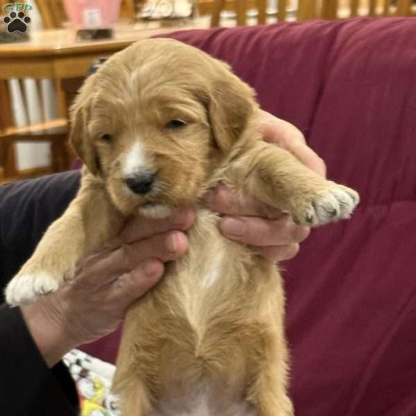 Red, Goldendoodle Puppy